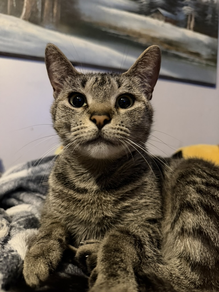 Boon the cat